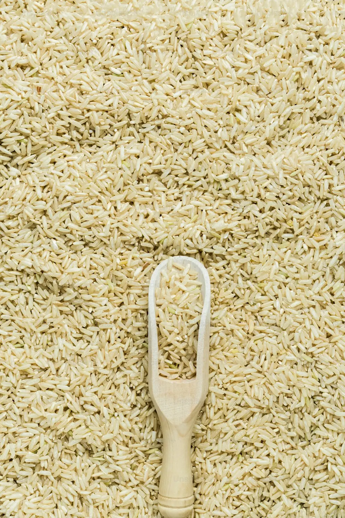 Rice grains inspected for quality