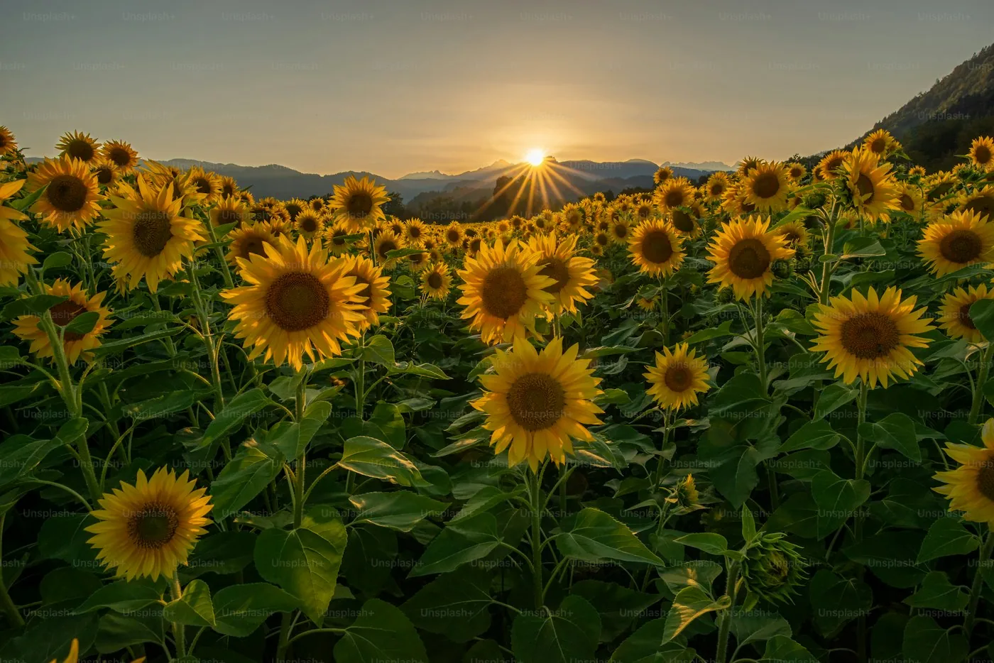 Sunflower field — source of sunflower oil